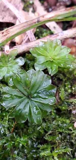 Ontario rhodobryum moss(Rhodobryum ontariense)