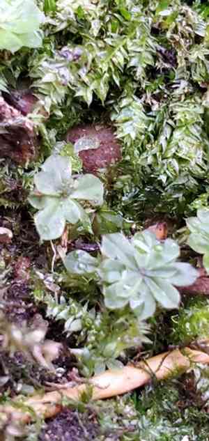 Ontario rhodobryum moss(Rhodobryum ontariense)
