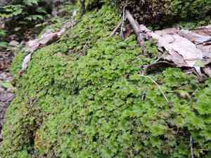 Ontario rhodobryum moss(Rhodobryum ontariense)