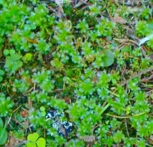 Rose rhodobryum moss(Rhodobryum roseum)