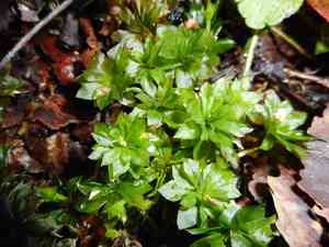 Rose rhodobryum moss(Rhodobryum roseum)