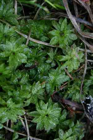 Rose rhodobryum moss(Rhodobryum roseum)