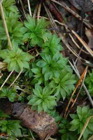 Rose rhodobryum moss(Rhodobryum roseum)