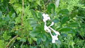 Sweet azalea(Rhododendron arborescens)