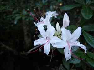 Sweet azalea(Rhododendron arborescens)