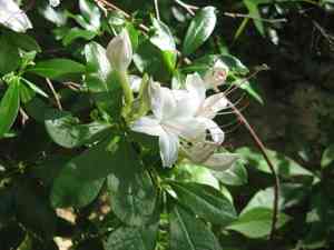 Sweet azalea(Rhododendron arborescens)