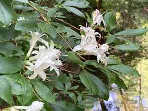 Sweet azalea(Rhododendron arborescens)