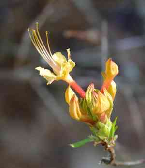 Orange azalea(Rhododendron austrinum)