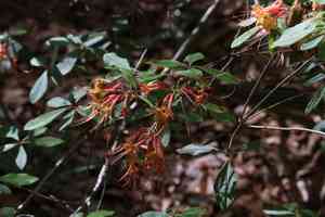 Orange azalea(Rhododendron austrinum)