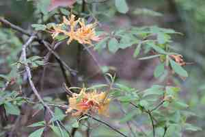 Orange azalea(Rhododendron austrinum)