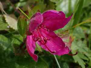 Kamchatka rhododendron(Rhododendron camtschaticum)