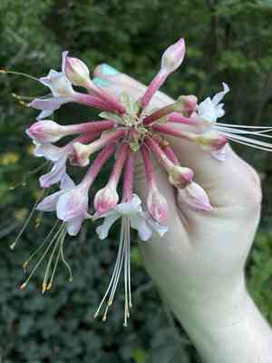 Mountain azalea(Rhododendron canescens)