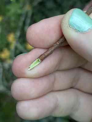 Mountain azalea(Rhododendron canescens)