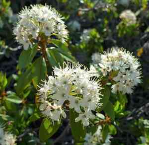 Western labrador tea(Rhododendron columbianum)