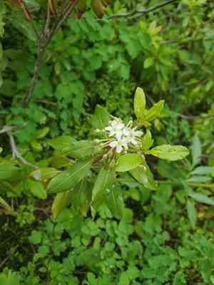 Western labrador tea(Rhododendron columbianum)
