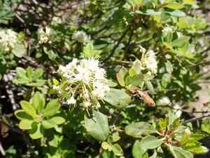 Western labrador tea(Rhododendron columbianum)