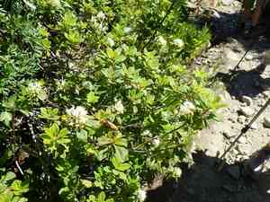Western labrador tea(Rhododendron columbianum)