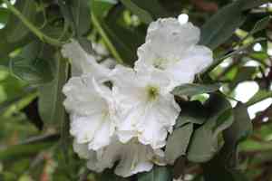 Rhododendron decorum(Rhododendron decorum)
