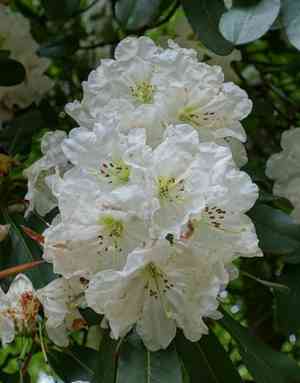 Rhododendron decorum(Rhododendron decorum)