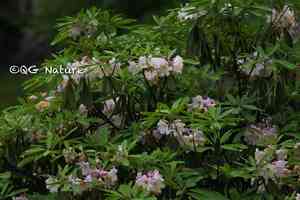 Rhododendron fortunei(Rhododendron fortunei)