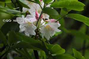 Rhododendron fortunei(Rhododendron fortunei)