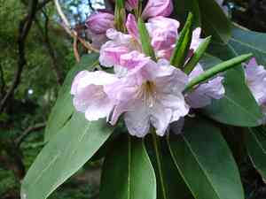 Rhododendron fortunei(Rhododendron fortunei)