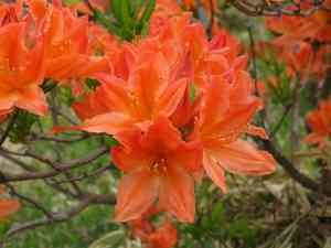 Japanese azalea(Rhododendron japonicum)