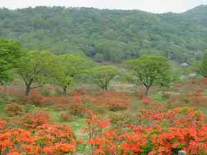 Japanese azalea(Rhododendron japonicum)