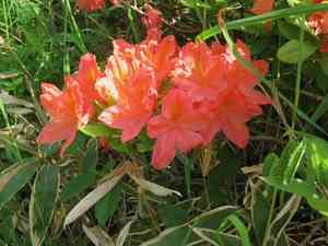 Japanese azalea(Rhododendron japonicum)
