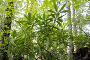 Pacific rhododendron(Rhododendron macrophyllum)