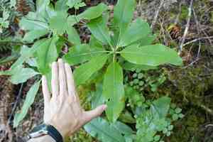 Pacific rhododendron(Rhododendron macrophyllum)