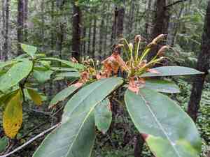 Pacific rhododendron(Rhododendron macrophyllum)