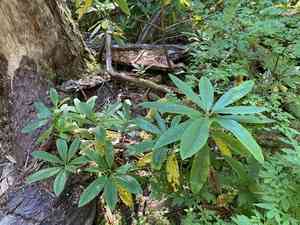 Pacific rhododendron(Rhododendron macrophyllum)