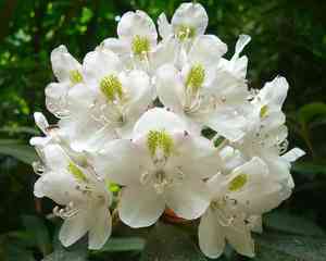 Great laurel(Rhododendron maximum)