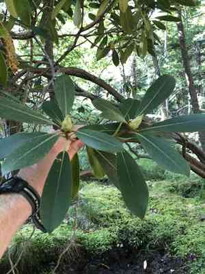 Great laurel(Rhododendron maximum)