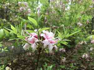 Pink azalea(Rhododendron periclymenoides)