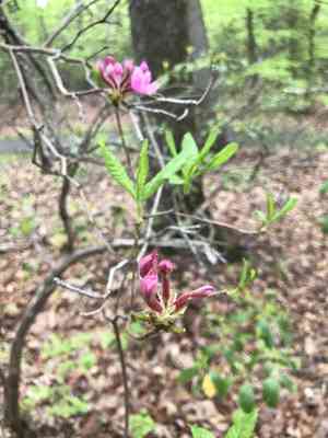 Pink azalea(Rhododendron periclymenoides)
