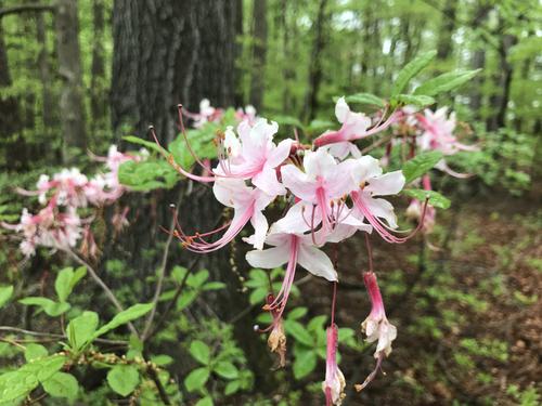 Pink azalea