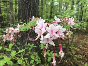 Pink azalea(Rhododendron periclymenoides)