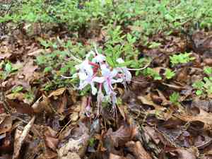 Pink azalea(Rhododendron periclymenoides)