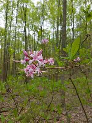 Pink azalea(Rhododendron periclymenoides)