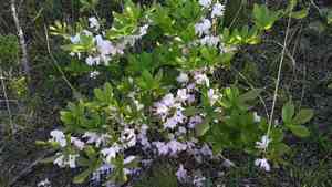 Royal azalea(Rhododendron schlippenbachii)