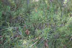 Wild rosemary(Rhododendron tomentosum)