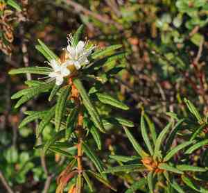 Wild rosemary(Rhododendron tomentosum)