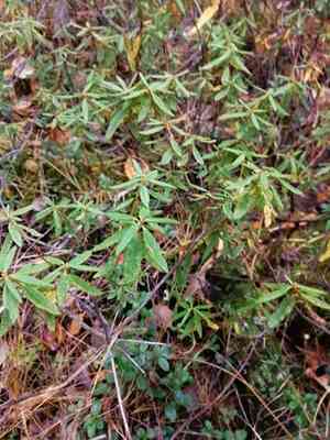 Wild rosemary(Rhododendron tomentosum)