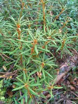 Wild rosemary(Rhododendron tomentosum)