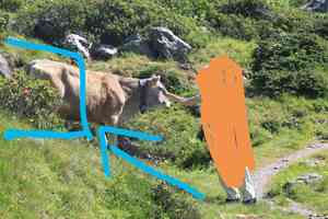 Azaleas (Rhododendron)(Rhododendron)