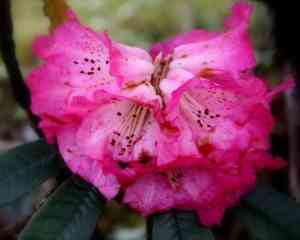 Azaleas (Rhododendron)(Rhododendron)
