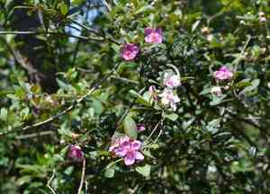 Rose myrtle(Rhodomyrtus tomentosa)