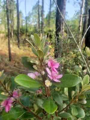 Rose myrtle(Rhodomyrtus tomentosa)